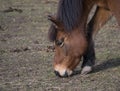 Close up head of ginger brown horse grazing eating grass on dirt meadow in late autumn in Prague park, focus on eye.