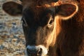Close up head of ginger cute young bull looking .Young brown calf closeup. Muzzle of a young calf. selective focus on muzzle Royalty Free Stock Photo