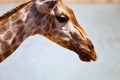 Close up head giraff in nature sawana grass