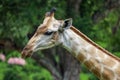 Close up head giraff in nature sawana grass