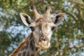 Close up of a head of a giraffe