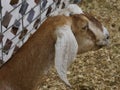Close up of a goat, side view, blurred background Royalty Free Stock Photo