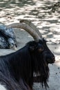 Close up on head of goat with two long horns