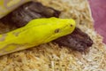 Close up head of Gold Python,Reticulated python Royalty Free Stock Photo