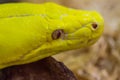 Close up head of Gold Python,Reticulated python Royalty Free Stock Photo