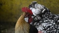 Close up of head of golden rooster standing on traditional rural barnyard in the morning. Colorful long-tailed Phoenix