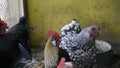 Close up of head of golden rooster standing on traditional rural barnyard in the morning. Colorful long-tailed Phoenix