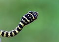 Close up head of Golden Tree Snake or Chrysopelea ornata on green background Royalty Free Stock Photo