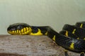 Close up head Gray banded cat-eye snake