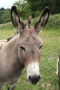 Close-up of the head of a gray Cotentin donkey in a field