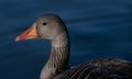 Close-up of the head of a gray wild goose, against a dark background, by the water. You can clearly see the feathers, beak and Royalty Free Stock Photo