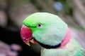 Head of green parrot with red beak Royalty Free Stock Photo