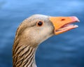 Close up of the head of a greylag goose Anser anser Royalty Free Stock Photo