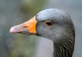 Close up of the head of a greylag goose Royalty Free Stock Photo