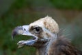 Close-up of the head of a Griffon vulture Royalty Free Stock Photo