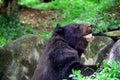 Close-up Head of Himalayan Black Bear