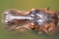 Close up head hippopotamus In the river