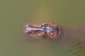 Close up head hippopotamus In the river