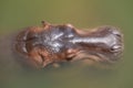 Close up head hippopotamus In the river