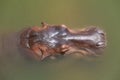 Close up head hippopotamus In the river