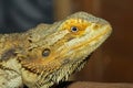 Close up head Horned Lizard at thailand Royalty Free Stock Photo