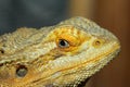 Close up head Horned Lizard at thailand Royalty Free Stock Photo