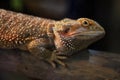 Close up head Horned Lizard at thailand Royalty Free Stock Photo