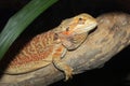 Close up head Horned Lizard at thailand Royalty Free Stock Photo