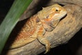 Close up head Horned Lizard at thailand Royalty Free Stock Photo