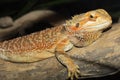 Close up head Horned Lizard at thailand Royalty Free Stock Photo