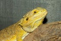 Close up head Horned Lizard at thailand Royalty Free Stock Photo