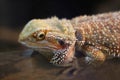 Close up head Horned Lizard at thailand Royalty Free Stock Photo