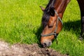 Close-up of head of horse eating grass. Chestnut Horse Eating Grass At The Field Royalty Free Stock Photo