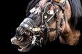 Close-up of the head of a horse with reins in the festival of San Antoni Abad Royalty Free Stock Photo