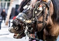 Close-up of the head of a horse with reins in the festival of San Antoni Abad Royalty Free Stock Photo