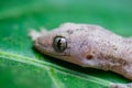 Close up head house lizard or little gecko on green leaf background Royalty Free Stock Photo