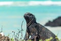 Close-up of the head of an iguan facing the turquoise sea in the Galapagos Islands Royalty Free Stock Photo