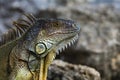 Close-up of the head of an iguana. Iguana dragon. Iguana lizard on a stone. Green lizards iguana. Big reptilian on an