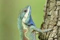 Close up head of Indo-chinese forest blue lizard, showing beautiful velvet and bright scales of retiles found in Thailand forest Royalty Free Stock Photo