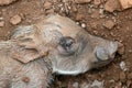 Close up head of Just born warthog. Common Warthog newborn baby. Animals wildlife, South Africa Royalty Free Stock Photo