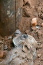 Close up head of Just born warthog. Common Warthog newborn baby. Animals wildlife, South Africa Royalty Free Stock Photo