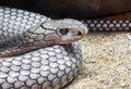 Close up Head of King Cobra Coiled on Sand Royalty Free Stock Photo