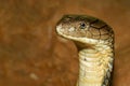 Close up head king cobra is dangerous snake at garden thailand