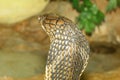 Close up head king cobra is dangerous snake at garden thailand