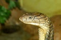 Close up head king cobra is dangerous snake at garden thailand