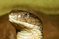 Close up head king cobra is dangerous snake at garden thailand