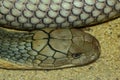 Close up head king cobra on sand