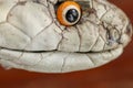 A close up head of a King Cobra. Tanned skin of Ophiophagus hannah. Belt of the most venomous snake on Bali island in Indonesia. Royalty Free Stock Photo