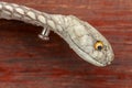 A close up head of a King Cobra. Tanned skin of Ophiophagus hannah. Belt of the most venomous snake on Bali island in Indonesia.