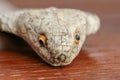 A close up head of a King Cobra. Tanned skin of Ophiophagus hannah. Belt of the most venomous snake on Bali island in Indonesia. Royalty Free Stock Photo